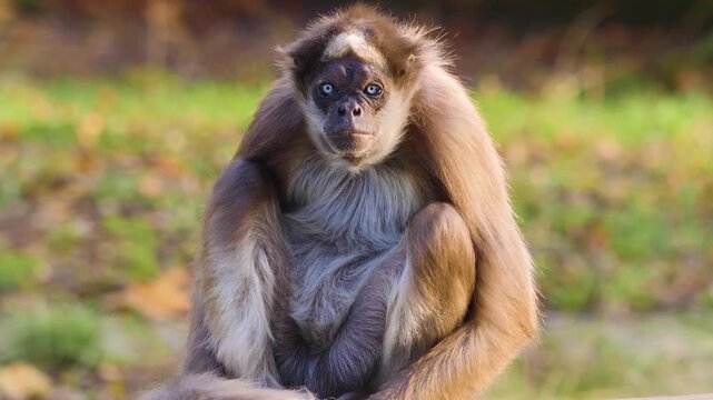 A close up view of a spider monkey resting on a branch and looking around on sunny day.