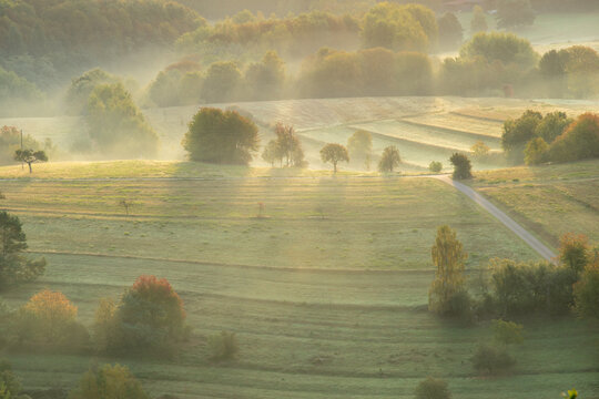 B&auml;ume im Nebel bei Sonnenaufgang in der Pfalz &ndash; Teleaufnahme im goldenen Morgenlicht