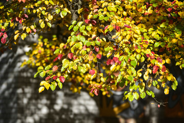 Branch of a pear tree with colorful autumn leaves in sunlight. Red, yellow, and green foliage on a Pyrus tree against a blurred background