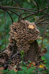 Cluster of brown bracket fungi growing on a decaying tree stump in a lush forest. The mushrooms form layered, wavy patterns around the trunk, surrounded by green vegetation and fallen leaves