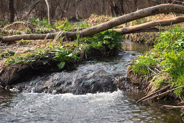 Small forest stream flowing among green plants and fallen tree trunks in early spring. Clear creek with lush vegetation and fallen branches in the forest
