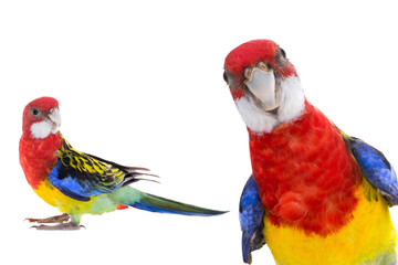 two parrot Rosella parrot isolated