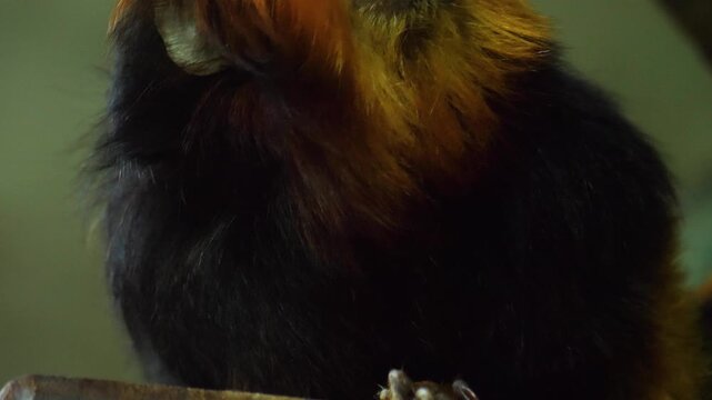Close up head and face of a lion tamarin monkey sitting on a tree branch 