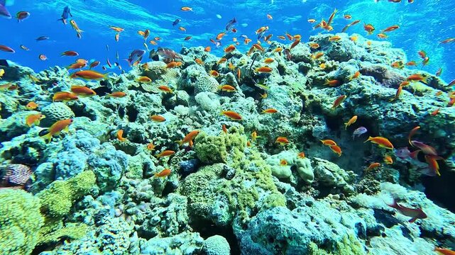 School of anthias fish on the coral reef - Egypt
