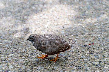 Button quail or Chinese painted quail, small bird of the family Phasianidae. Cute King quails or Asian blue quails in the Gage Park.