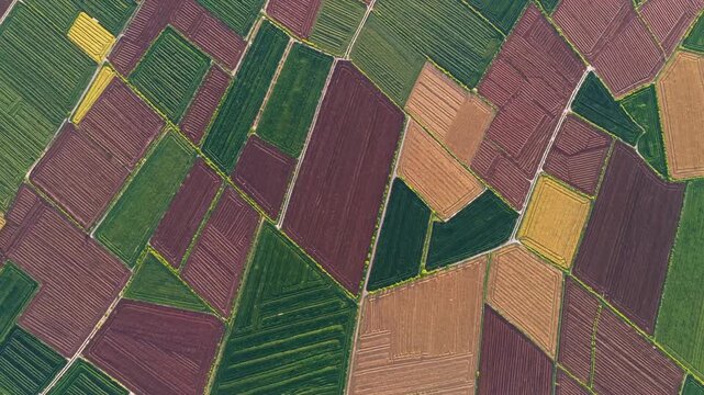 Colorful agricultural fields forming geometric landscape patterns, revealing diverse crop stages and growth phases through precision farming aerial perspective