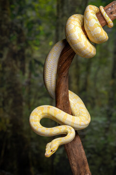 An albino Darwin Carpet Python (morelia spilota variegata). is a subspecies of python found in Papua, New Guinea, and Australia.