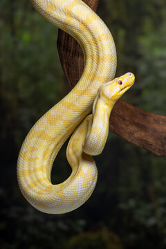 An albino Darwin Carpet Python (morelia spilota variegata). It is a subspecies of python found in Papua, New Guinea, and Australia.