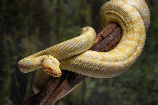 An albino Darwin Carpet Python (morelia spilota variegata). is a subspecies of python found in Papua, New Guinea, and Australia.