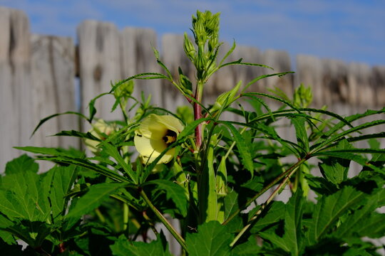An okra plant with flowers, buds, and pods.