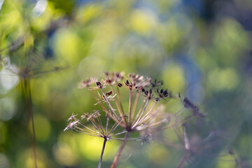 Delicate Dried Wildflower with Swirly Bokeh and Dreamy Light – Artistic Macro Photo of Plant Seeds in Soft Green and Blue Background Taken with Vintage Lens