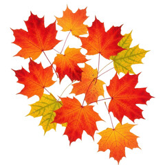 Obraz premium Realistic Maple and Oak Foliage Falling Seamlessly onto a Clear Background Layer.