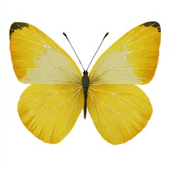 Fototapeta premium Colorful Yellow Butterfly Displaying Wings in Detailed Illustration