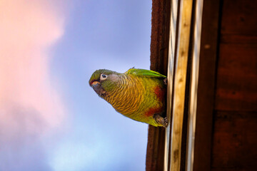 A cute colorful small parrot perched on the roof, seen from below, at sunrise, as if to say good morning! , the maroon-bellied parakeet, Pyrrhura frontalis