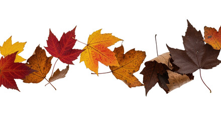 Autumn leaves falling on a transparent background