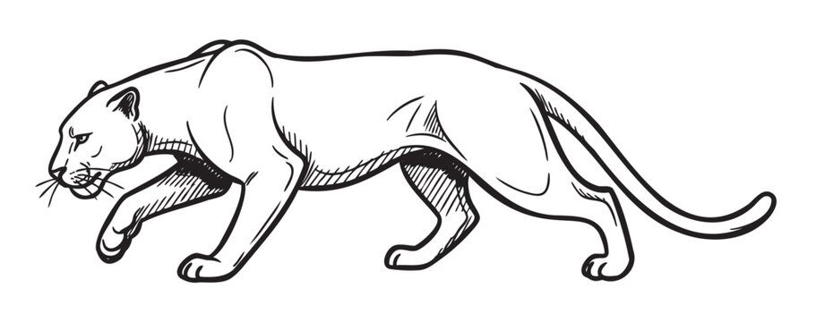 Black and white line drawing of a walking mountain lion, elegantly capturing its sleek and muscular build.
