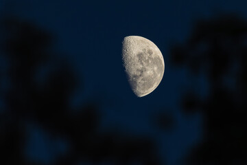 Moon with Crater Details and Tree Shadows Silhouettes at Night