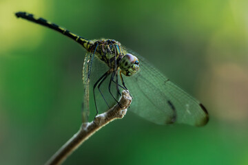 Macro photograph of a dragonfly showing detailed wings in natural light
