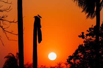 Sunset with parrot silhouettes over the Pantanal wetlands, Brazil