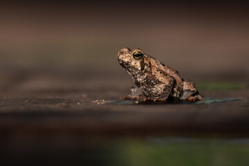 Macro Close-Up of a Frog Highlighting Skin Texture and Details