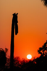 Sunset with parrot silhouettes over the Pantanal wetlands, Brazil