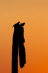 Sunset with parrot silhouettes over the Pantanal wetlands, Brazil