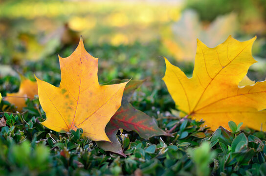 Autumn colored leaves on tree branches in the park.