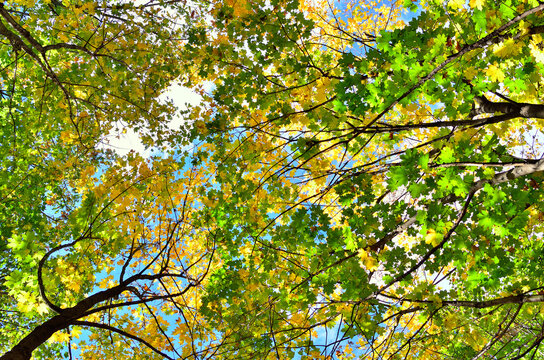 Autumn colored leaves on trees against blue sky