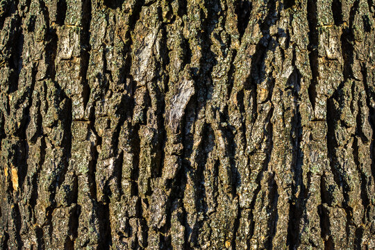 Abstract natural pattern of an old oak tree trunk in a forest