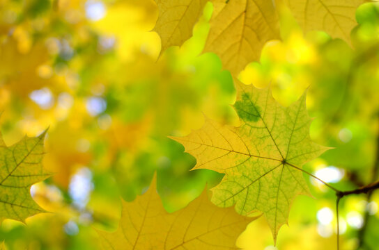 Autumn colored leaves on tree branches in the park.