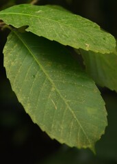 Plant list 2025 - Dillenia philippinensis (Katmon Tree/Philippine Elephant Apple)