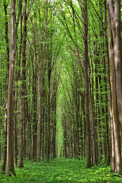 Dense green forest with sunlight filtering through tall tree trunks