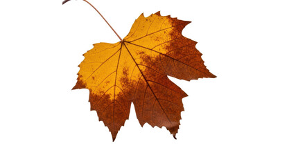 Obraz premium Autumn leaves falling on a transparent background