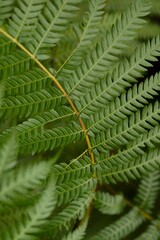 Plant list 2025 - Cyathea cooperi (Australian Tree Fern)