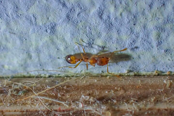 Close-up macro of a pharaoh ant (Monomorium pharaonis) walking along a wall indoors, showing detailed features of this small invasive household pest species