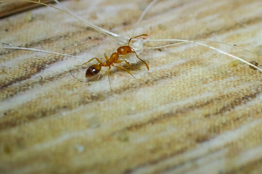 Macro of a pharaoh ant (Monomorium pharaonis) carrying a small object on a wooden surface, showing behavior and anatomy of this invasive household pest species
