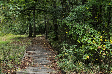 Autumn rainy day landscape of a nature trail boardwalk passing through a forest along the Natchez Trace Parkway in Mississippi.