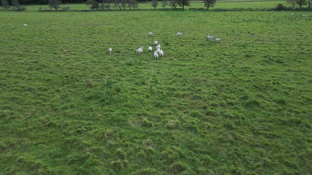 Low level aerial footage of sheep flocking together. How a drone could be used for herding sheep in difficult terrain.