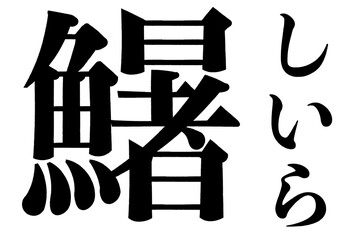 鱪　鱰　しいら