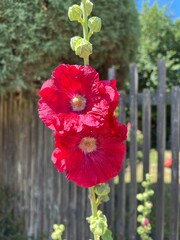 Closeup of two red Hollyhock flowers, Alcea rosea, on a sunny day. Wooden fence are in soft focus in the background. Ideal for botanical details or projects.