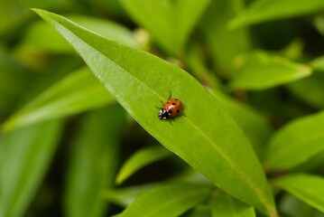 Plant list 2025 - Sarcococca hookeriana f. digyna (Himalayan Sweet Box with Ladybug)