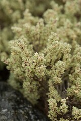 Plant list 2025 - Veronica cf. cinerea (Gray Speedwell Growing on Rocks)