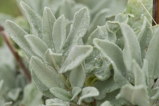 Plant list 2025 - Helianthemum hybrid Ben Hope (Rock Rose with Dew)