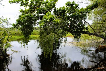 reflection of trees in water
