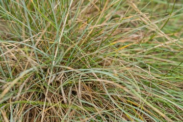 Plant list 2025 - Festuca glauca Intense Blue (Blue Fescue Grass)