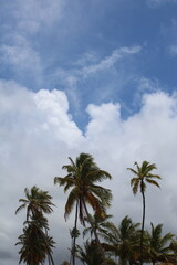 palm trees and blue sky