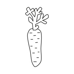 Cute hand drawn outline carrot with haulm isolated on white background. Healthy vegetarian food. Summer and autumn harvest.