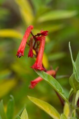 Plant list 2025 - Cuphea caeciliae (Red Mexican Cigar Plant Flower)