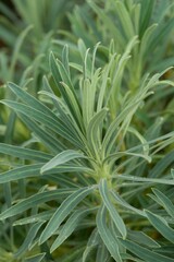Obraz premium Plant list 2025 - Euphorbia sp. (Spurge)