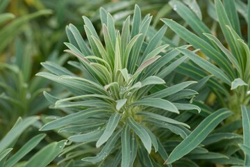 Fototapeta premium Plant list 2025 - Euphorbia sp. (Spurge)